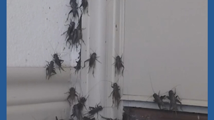 Central Texas bracing for an intense cricket season, pest expert says. Here's how to keep them out — KCEN (Central Texas)