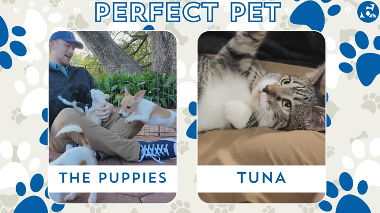 Perfect Pet: Meet the Puppies and Tuna! — Waco Community news
