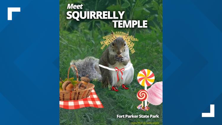 Central Texas squirrel advances to finals of Fat Squirrel Week contest — KCEN (Central Texas), Waco Community news