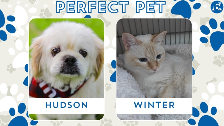 Perfect Pet: Meet Hudson and Winter! — KCEN (Central Texas), Waco Community news