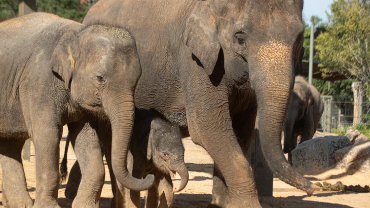 Houston Zoo makes emotional announcement involving Kirby and two other beloved elephants — KCEN (Central Texas), Waco Community news