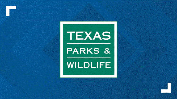 New World Screwworm detected on animal hide in Pecos County — KCEN (Central Texas)