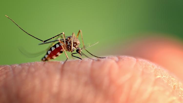 Dengue fever cases surpass 400 across Tampa Bay: See county-by-county numbers — WTSP 10 Tampa Bay