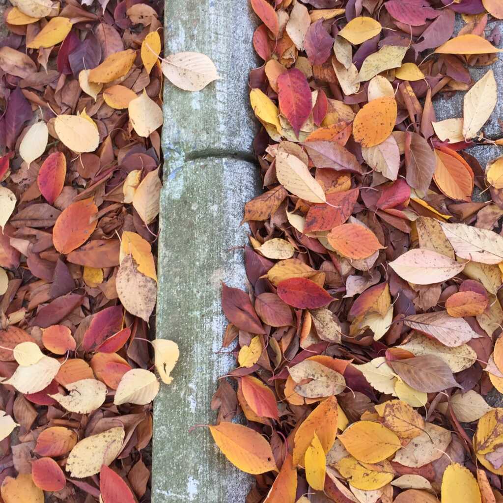 “Leaf collection season begins November 2” also “…District’s composting efforts this fall by dropping off pumpkins, gourds, and other acceptable food scraps at designated food waste collection locations” — PoPville DC, Waco Technology news